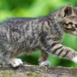 ARCHIV - Ein etwa sechs Wochen altes Kätzchen erkundet am 21.06.2015 einen Garten in Sieversdorf im Landkreis Oder-Spree (Brandenburg). Foto: Patrick Pleul/dpa (zu dpa "Götter, Helden und Ganoven - Katzen können alles" vom 07.08.2015) +++(c) dpa - Bildfunk+++